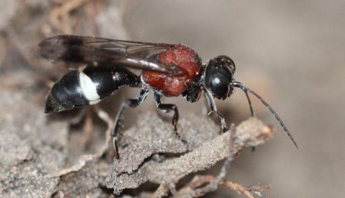 Réf. 289 317 : Oryttus concinnus